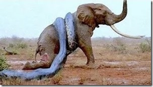 Fake elephant-anaconda photo
