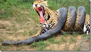 Fake jaguar-anaconda photo 1