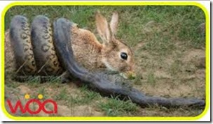 Fake rabbit-anaconda photo