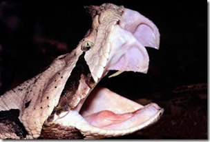 Gaboon viper showing its fangs, Brimac the 2nd-Wikipedia