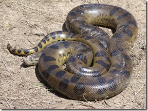 Green anaconda, Dave Lonsdale-Wikipedia CC BY 2DOT0 licence