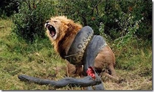 Lion encoiled by anaconda, fake photo
