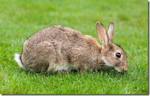 Original, genuine rabbit photo, Diliff-Wikipedia CC BY-SA 3DOT0 licence