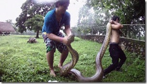 Removing anaconda from private grounds in Yopal, Colombia, Aliciamoralesjackson-Wikipedia, CC BY-SA 3DOT0