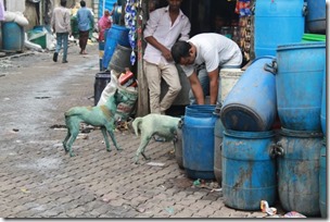 Blue-dogs-india4-750x500