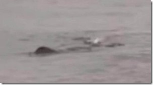 Lough-Ness-Monster-Charnwood-Water-spotted-1118140