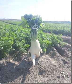 radish