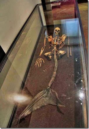 Fake mermaid skeleton in Danish National Museum