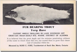 Fur-bearing trout postcard, pub dom
