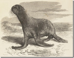 Northern fur seal engraving from 1865, public domain