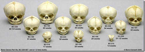fetal_skull_set_of_12_ages_13_to_40_thumb