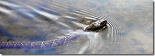 425_canal_water_snake_ps_rz