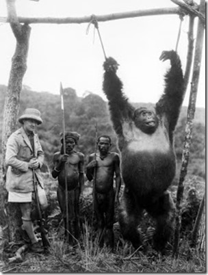 Attilo Gatti, Congolese pygmies, and gorilla hunting-trophy, Attilo Gatti