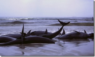 1986_beached_whales_in_Flinders_Bay_2