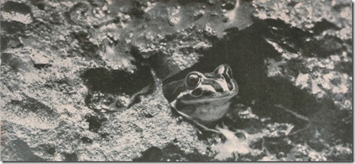 Froggie-2