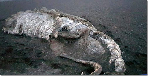 Kamchatka sea monster