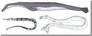 Cadborosaurus-pipefish-composite-April-2012-Kosemen-Naish-resized-tiny