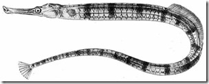 Syngnathus-acus-Schlegel-wikipedia-April-2011-tiny