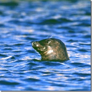 common seal swimming (RC)