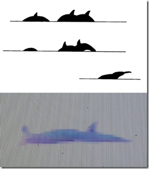 dolphin_sequence_schematic_composite_resized