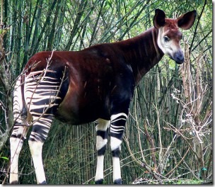 Okapi-Raul654-wikipedia-July-2011-300x260