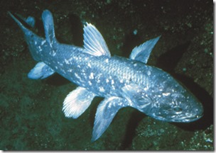 coelacanth-resized-April-2010