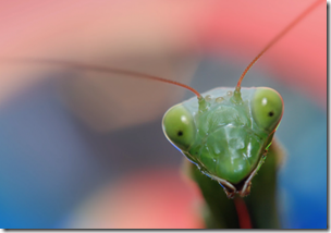 mantis-640x449