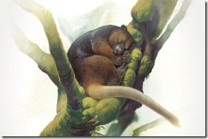 01-og-wondiwoi-tree-kangaroo-peter-schouten-wondiwoi-illustration-1996-1.adapt_.1190.1-300x199