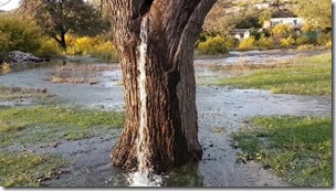 montenegro-water-tree