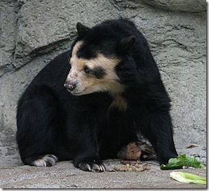 659px-Spectacled_Bear_-_Houston_Zoo-570x519