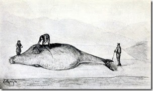 Reconstruction of Steller measuring a Steller's sea cow on Bering Island, July 12, 1742, public domain