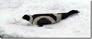 Ribbon seal, public domain