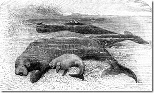 Steller's sea-cows, 1898 engraving, public domain