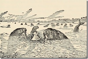 Steller's sea-cows with Kotick the white seal, from Rudyard Kipling's The Jungle Book, 1895, public domain