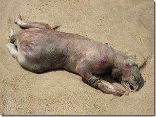 Montauk-Monster-July-2008