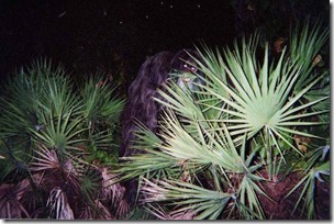 skunk-ape-alleged-sighting