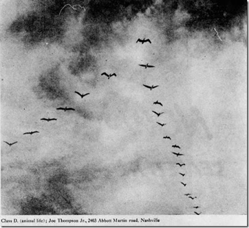 JT Bird Photo The Tennessean, June 26, 1955