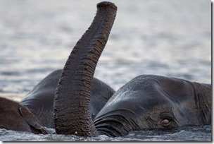 _108529344_elephant