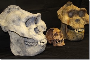 gigantopithecus_skull_cast_TMF_1b