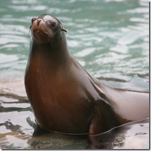 California Sea Lion