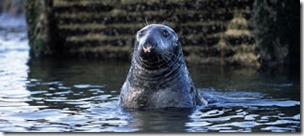 Harbor Seal