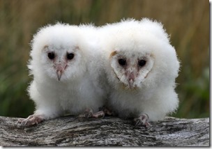 peek-and-boo-the-four-week-old-barn-owls-chicks-at-blair-news-photo-1573769239