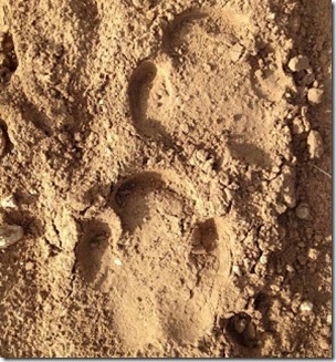 Whiite Rhino Track