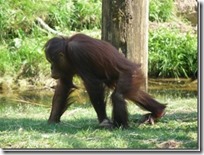orangutan-1390071820du6-640x480_thumb
