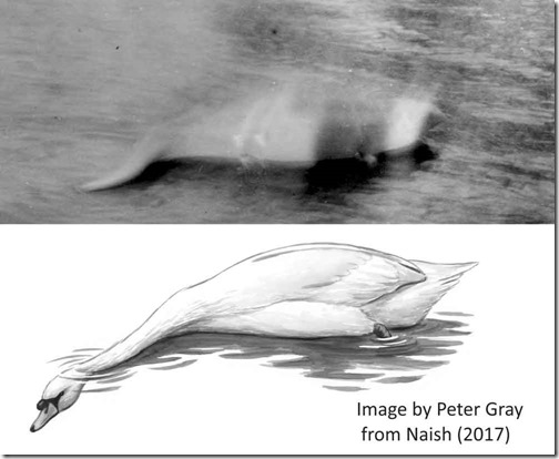 LNM-books-Binns-Hugh-Gray-swan-montage-1000-px-tiny-Mar-2019-Tetrapod-Zoology-Darren-Naish