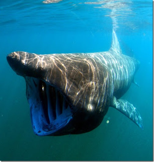 Basking shark, public domain Wikipedia