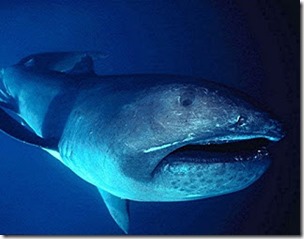 Megamouth shark, FLMNH Ichthyology-Wikipedia, CC BY-SA 4.0 licence