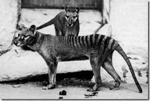 0_Thylacine-extinction-research