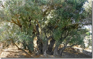 5000-year-old olive tree, Mujaddara-Wikipedia CC BY-SA 3.0 licence