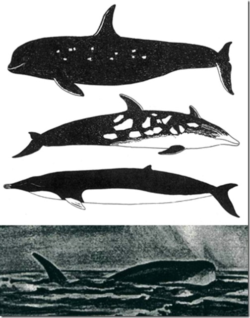 cryptocetaceans-composite-June-2011-resized